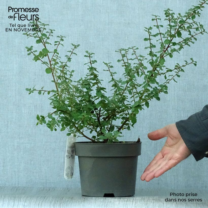 Exemplar von Säckelblume Italian Skies - Ceanothus foliosus Topf mit 2L/3L wie im Herbst geliefert