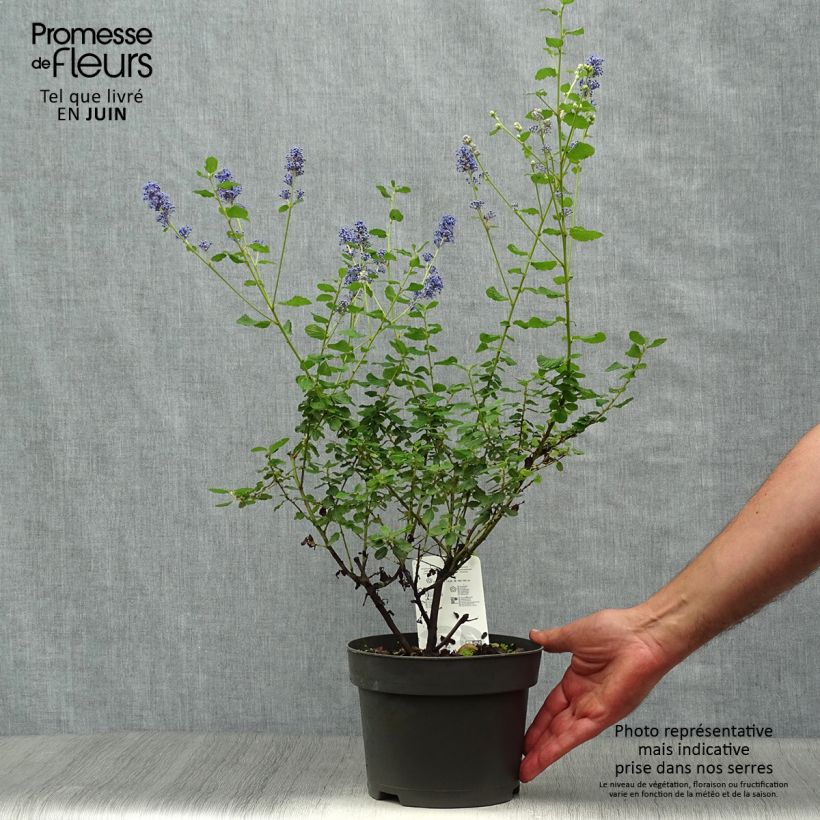 Exemplar von Säckelblume Italian Skies - Ceanothus foliosus Topf mit 2L/3L wie im Sommer geliefert