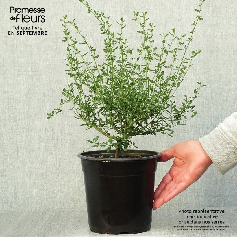 Exemplar von Säckelblume Italian Skies - Ceanothus foliosus Topf mit 4L/5L wie im Herbst geliefert