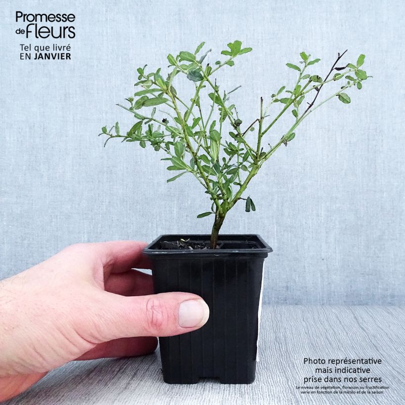 Exemplar von Säckelblume Italian Skies - Ceanothus foliosus Kleine Töpfe von 8/9 cm wie im Winter geliefert