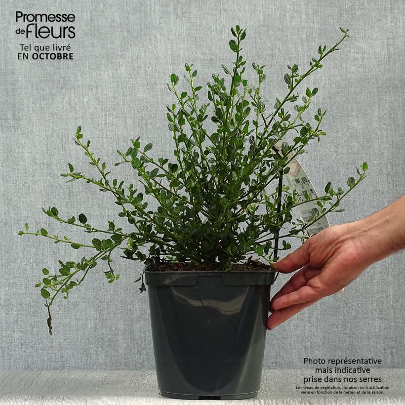 Exemplar von Säckelblume Skylark - Ceanothus Topf mit 4L/5L wie im Herbst geliefert
