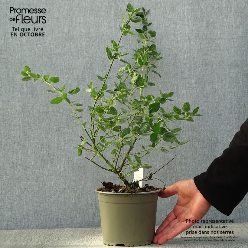 Exemplar von Säckelblume Yankee Point - Ceanothus griseus var. horizontalis Topf mit 2L/3L wie im Herbst geliefert
