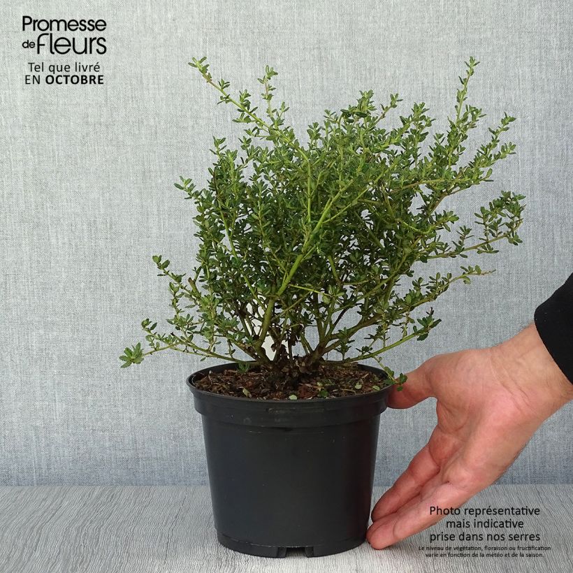 Exemplar von Säckelblume Puget Blue - Ceanothus impressus Topf mit 2L/3L wie im Herbst geliefert