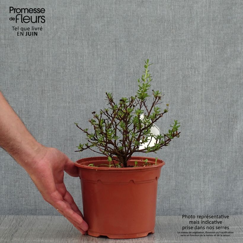 Exemplar von Säckelblume Puget Blue - Ceanothus impressus Topf mit 2L/3L wie im Sommer geliefert