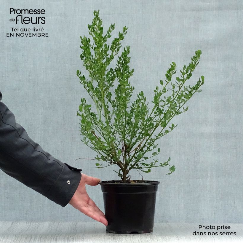 Exemplar von Säckelblume Victoria - Ceanothus impressus Topf mit 2L/3L wie im Herbst geliefert