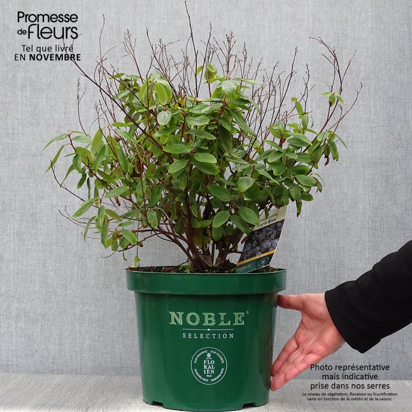 Exemplar von Säckelblume Marie Blue - Ceanothus pallidus Topf mit 7,5L/10L wie im Herbst geliefert