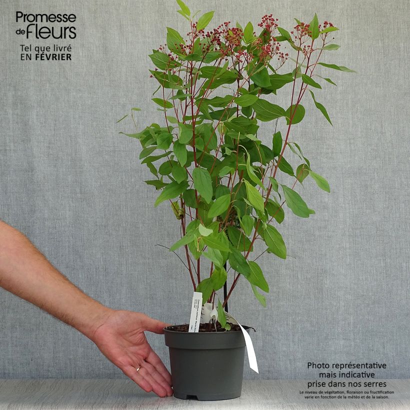 Exemplar von Rosa Säckelblume Marie Simon - Ceanothus pallidus Topf mit 2L/3L wie im Herbst geliefert