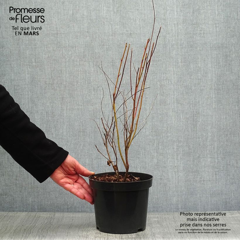 Exemplar von Rosa Säckelblume Marie Simon - Ceanothus pallidus Topf mit 2L/3L wie im Frühjahr geliefert