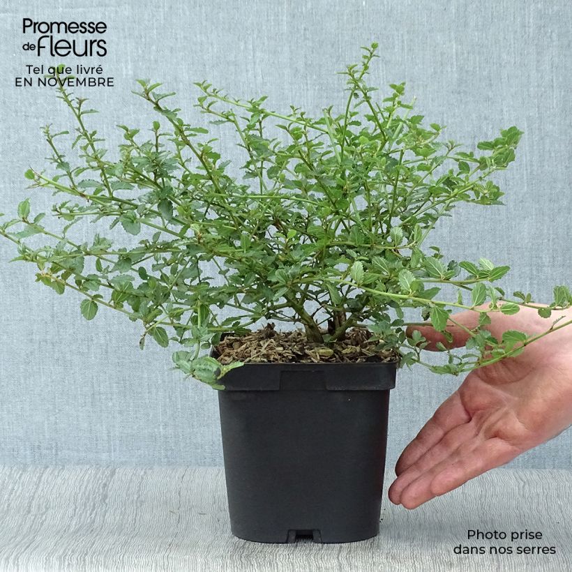 Exemplar von Kriechende Säckelblume Prostratus - Ceanothus prostratus Topf mit 4L/5L wie im Herbst geliefert