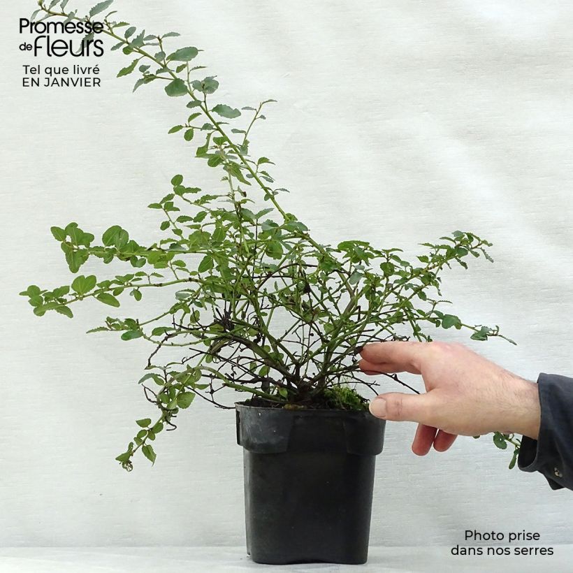 Exemplar von Kriechende Säckelblume Prostratus - Ceanothus prostratus Topf mit 2L/3L wie im Winter geliefert