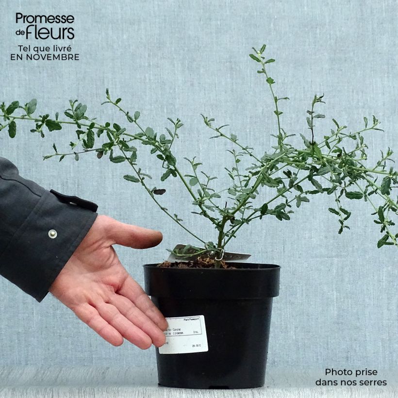 Exemplar von Säckelblume Concha - Ceanothus arboreus Topf mit 2L/3L wie im Herbst geliefert