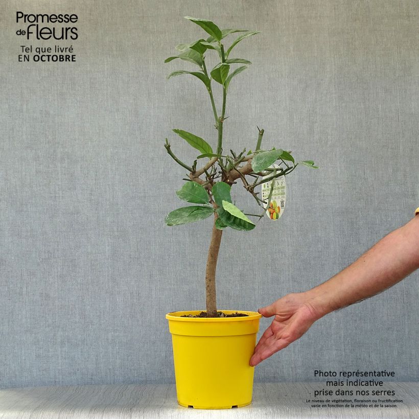 Exemplar von Zitronat-Zitrone - Citrus medica Topf mit 3L/4L, 1/4 Stängel wie im Herbst geliefert