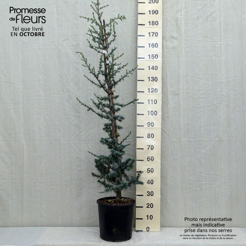 Exemplar von Cedrus libani subsp. atlantica Glauca - Atlas-Zeder Topf mit 7,5L/10L wie im Herbst geliefert
