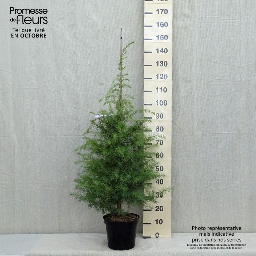 Exemplar von Cedrus deodara - Himalaya-Zeder Topf mit 12L/15L wie im Herbst geliefert
