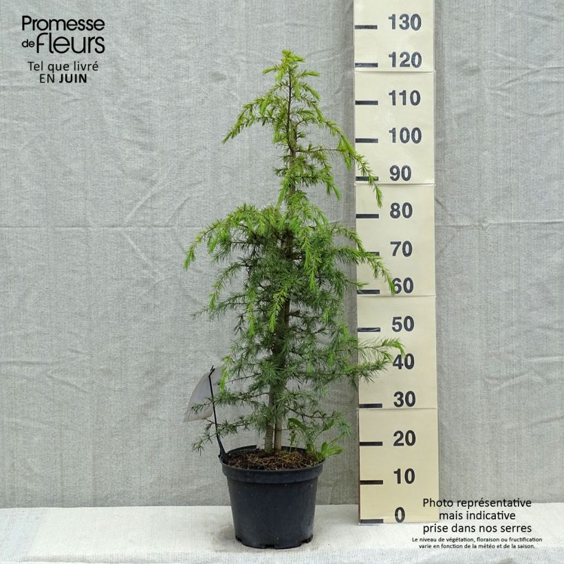 Exemplar von Cedrus deodara - Himalaya-Zeder Topf mit 12L/15L wie im Frühjahr geliefert
