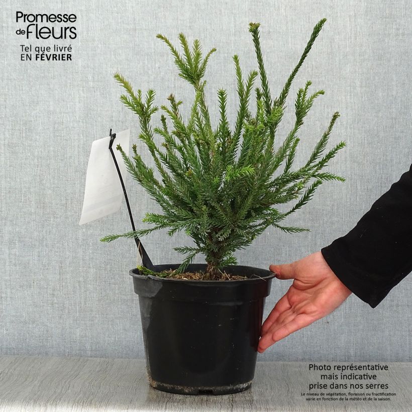 Exemplar von Cryptomeria japonica Araucarioides Topf mit 4L/5L wie im Winter geliefert