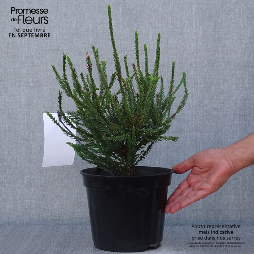 Exemplar von Cryptomeria japonica Araucarioides Topf mit 4L/5L wie im Herbst geliefert