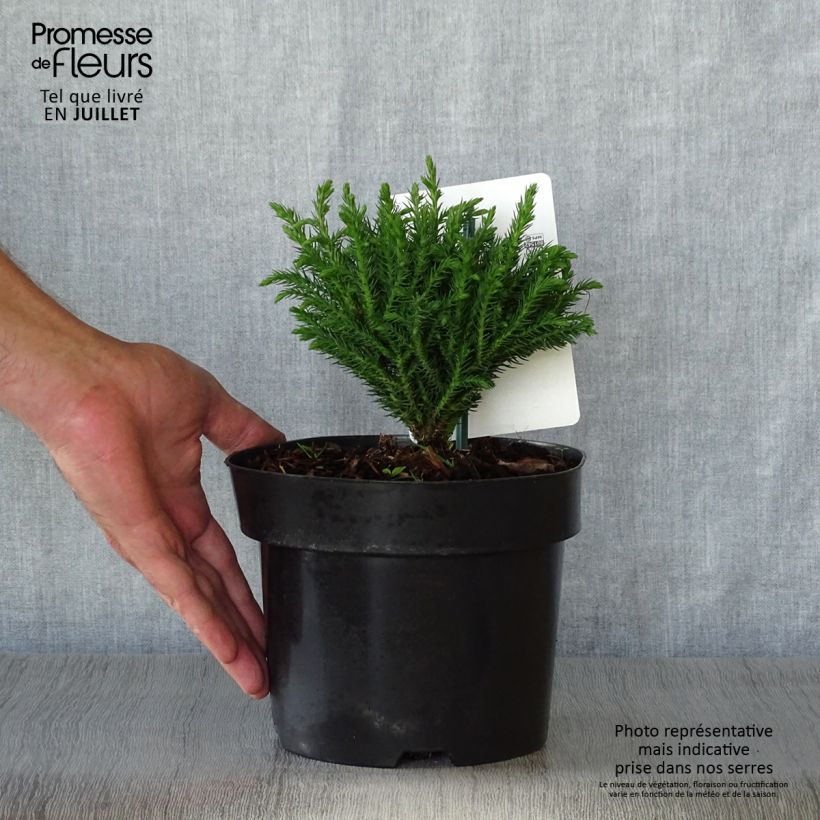 Exemplar von Cryptomeria japonica Green Pearl Topf mit 2L/3L wie im Sommer geliefert