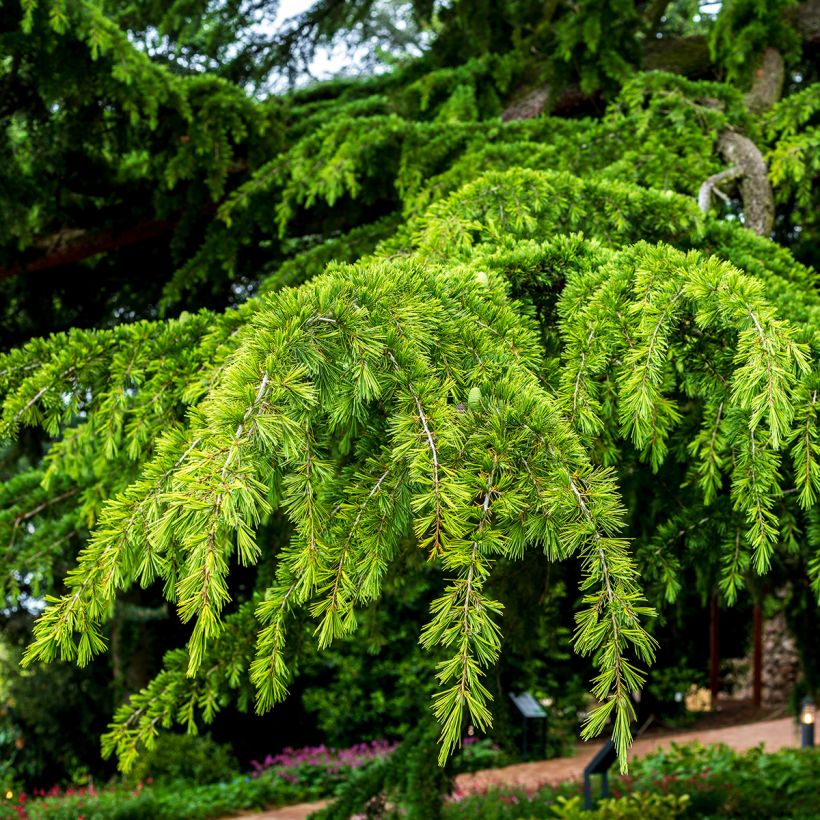 Cedrus deodara (samen) - Himalaya-Zeder (Laub)