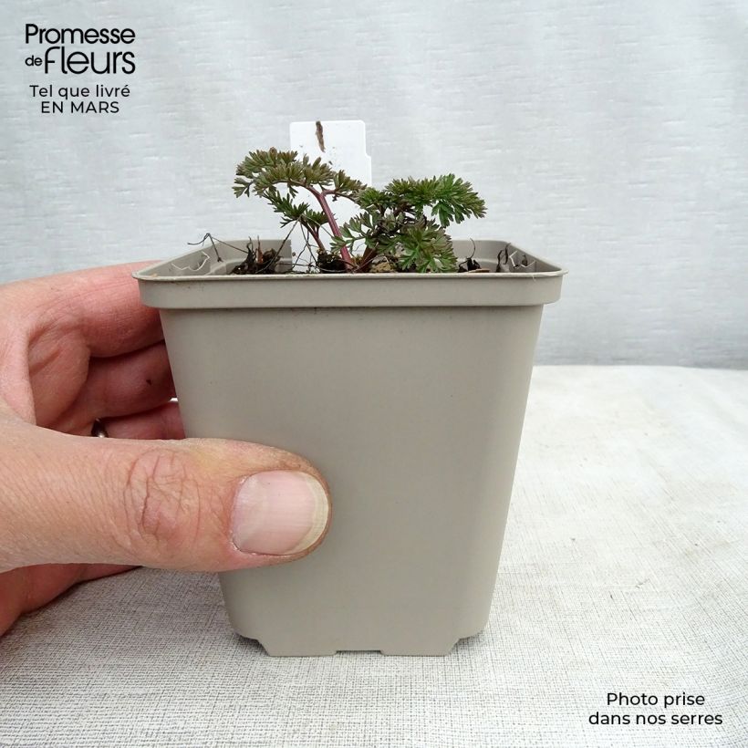 Exemplar von Baltische Petersilie - Cenolophium denudatum Kleine Töpfe von 8/9 cm wie im Frühjahr geliefert