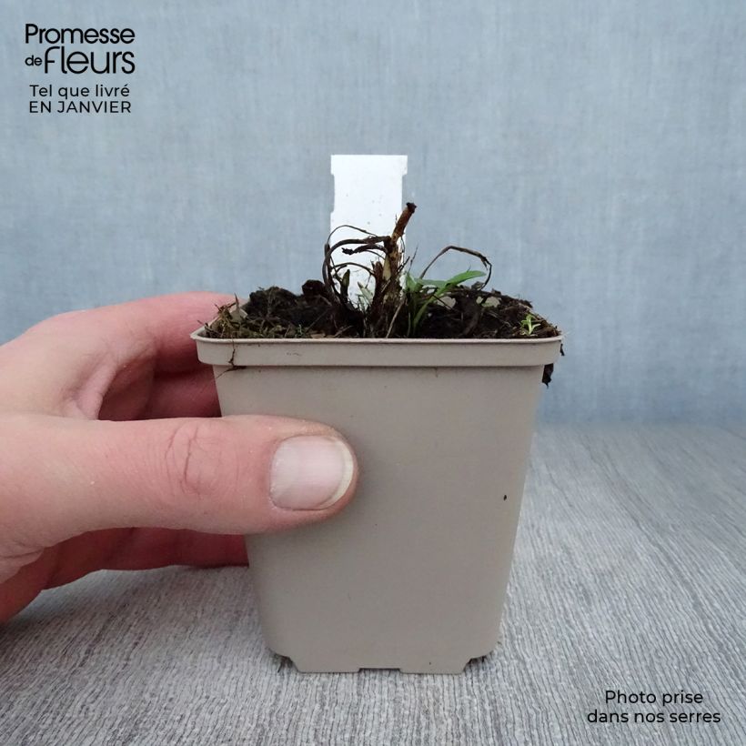 Exemplar von Centaurea atropurpurea - Rote Flockenblume Kleine Töpfe von 8/9 cm wie im Winter geliefert