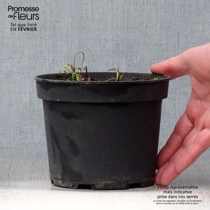 Exemplar von Centaurea atropurpurea - Rote Flockenblume Topf mit 2L/3L wie im Winter geliefert