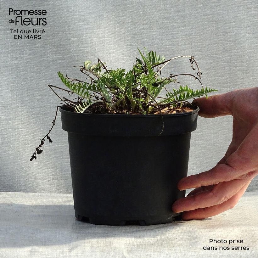 Exemplar von Centaurea atropurpurea - Rote Flockenblume Kleine Töpfe von 8/9 cm wie im Frühjahr geliefert