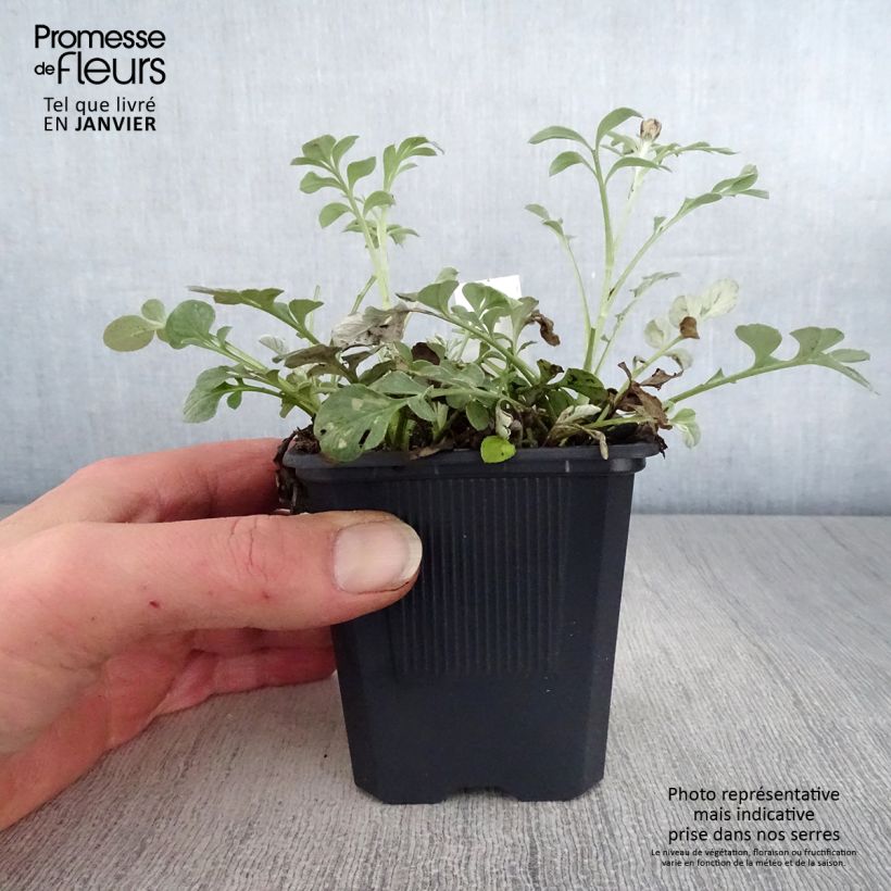 Exemplar von Centaurea bella - Silber-Flockenblume Kleine Töpfe von 8/9 cm wie im Winter geliefert