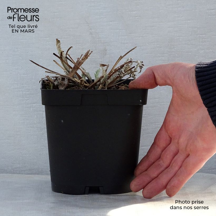 Exemplar von Centaurea dealbata Stenbeergii - Zweifarbige Flockenblume Topf mit 2L/3L wie im Frühjahr geliefert