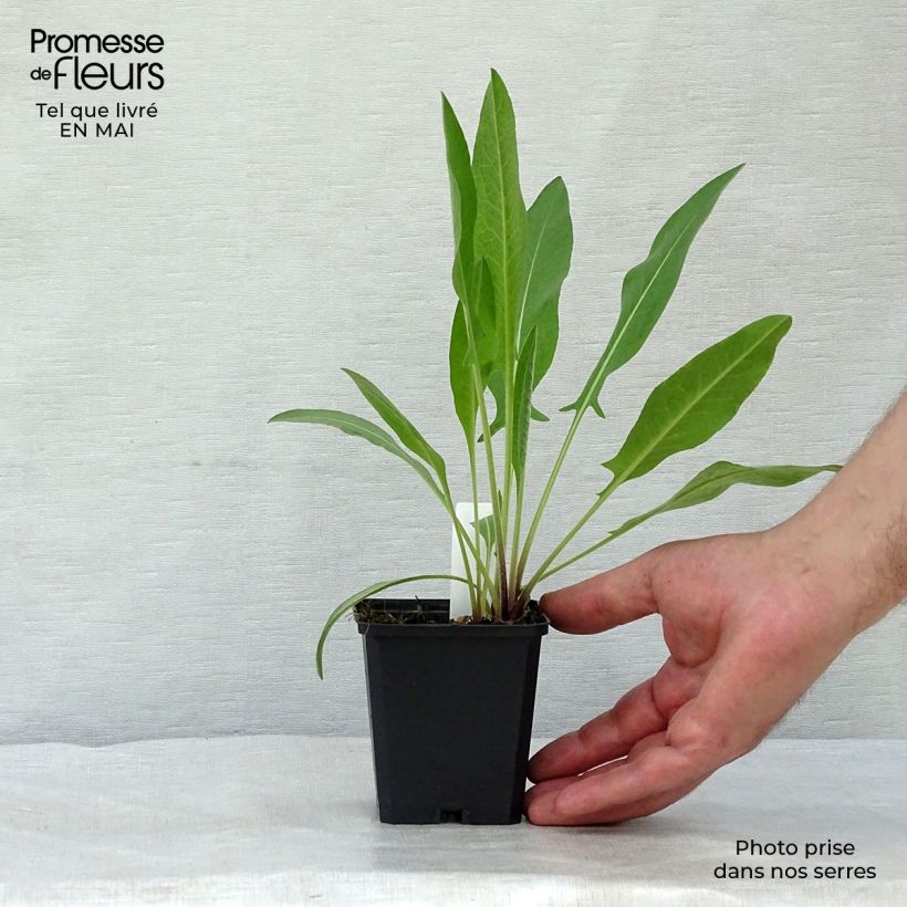 Exemplar von Centaurea macrocephala - Riesenflockenblume Kleine Töpfe von 8/9 cm wie im Frühjahr geliefert