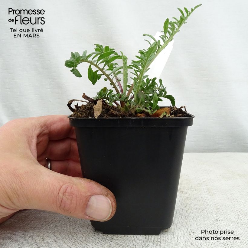 Exemplar von Centaurea orientalis - Orientalische Flockenblume Kleine Töpfe von 8/9 cm wie im Frühjahr geliefert