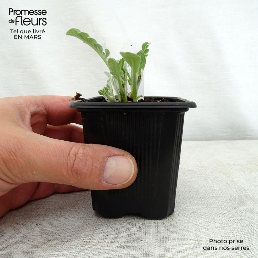 Exemplar von Centaurea hypoleuca John Coutts - Flockenblume Kleine Töpfe von 8/9 cm wie im Frühjahr geliefert