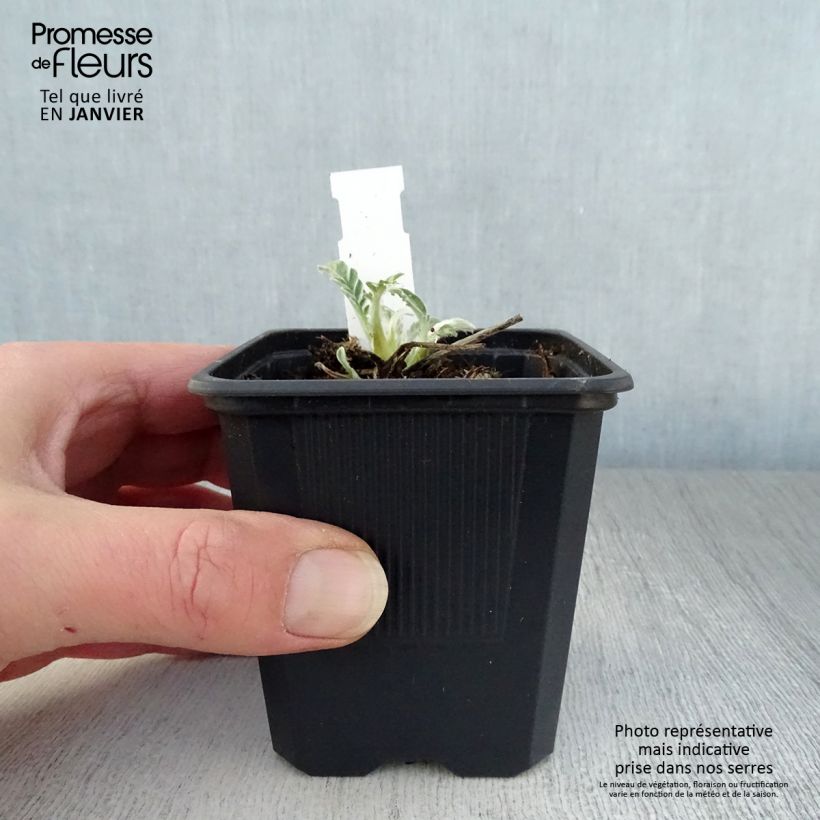 Exemplar von Centaurea hypoleuca John Coutts - Flockenblume Kleine Töpfe von 8/9 cm wie im Winter geliefert