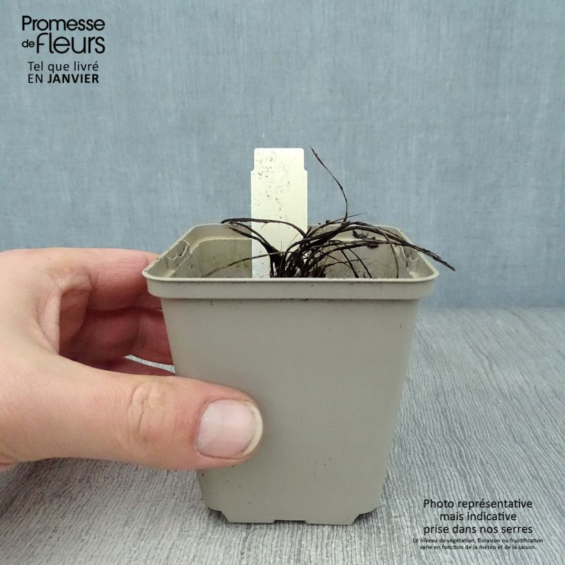 Exemplar von Centaurea pulcherrima - Silber-Flockenblume Kleine Töpfe von 8/9 cm wie im Winter geliefert