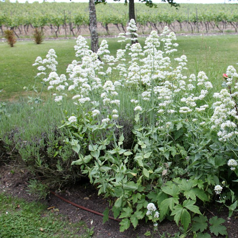 Weißblühende Spornblume Albus - Centranthus ruber (Hafen)