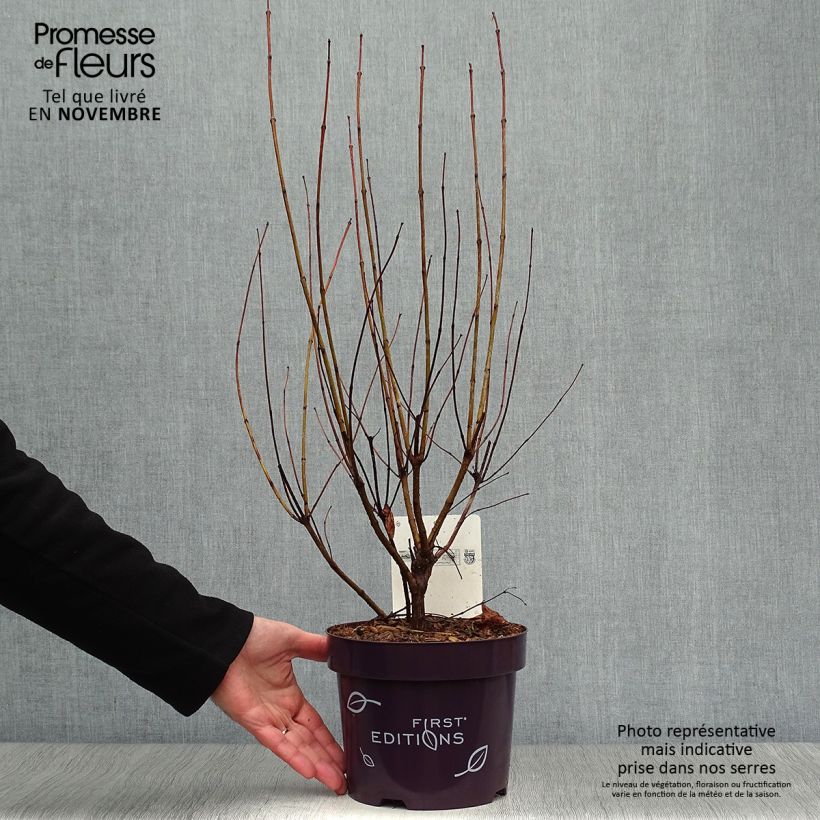 Exemplar von Cephalanthus occidentalis Fiber Optics - Knopfbusch Topf mit 3L/4L wie im Herbst geliefert