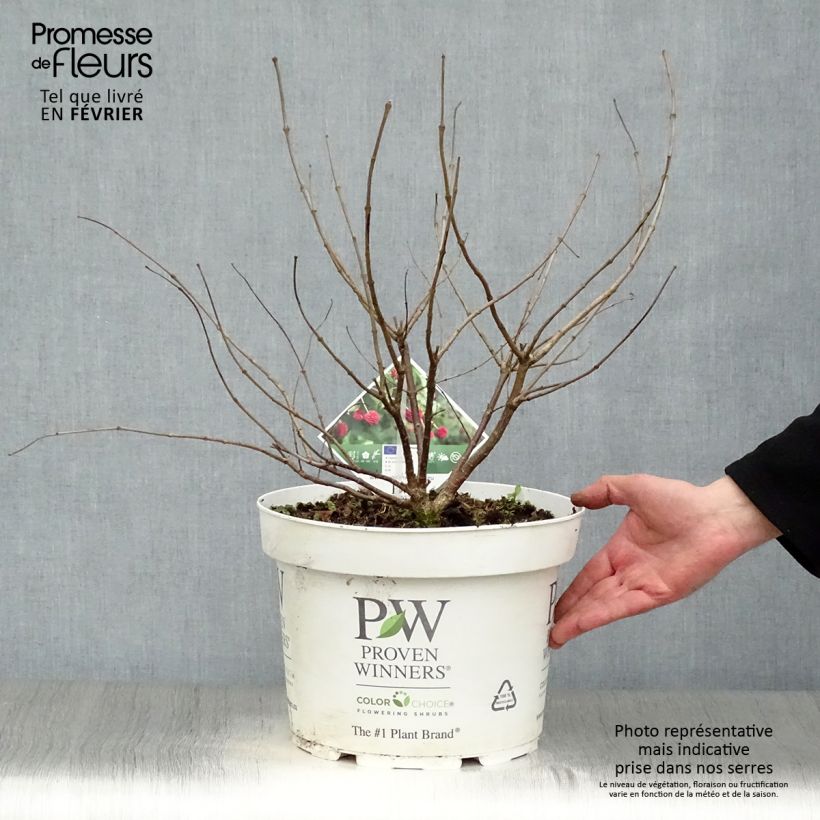 Exemplar von Cephalanthus occidentalis Sugar Shack - Knopfbusch Topf mit 7,5L/10L wie im Winter geliefert