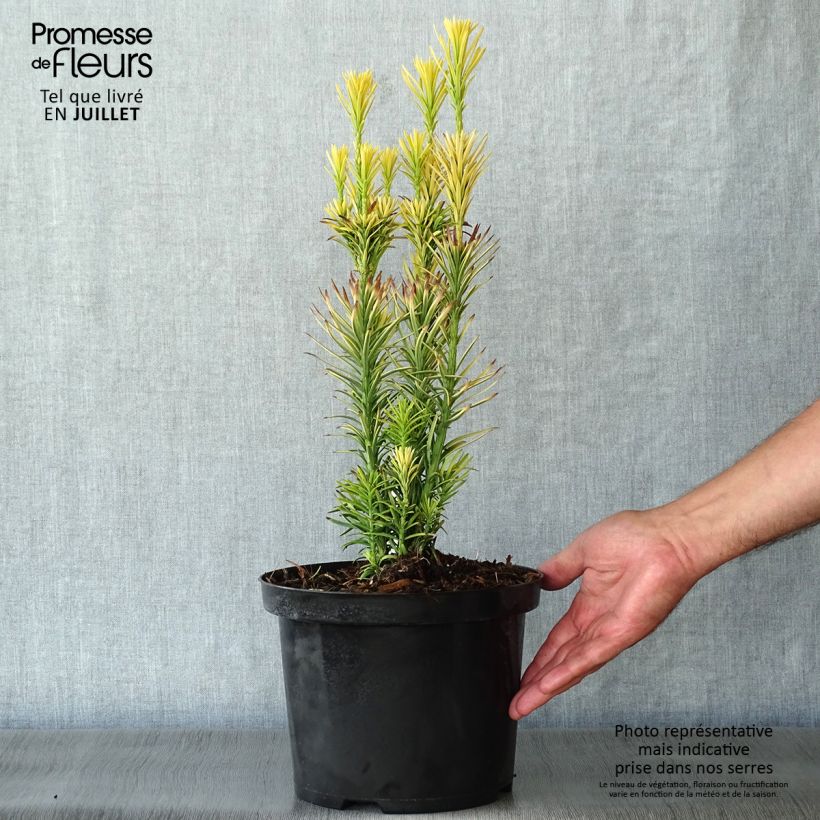 Exemplar von Cephalotaxus harringtonia Korean Gold - Harringtons Kopfeibe Topf mit 2L/3L wie im Sommer geliefert