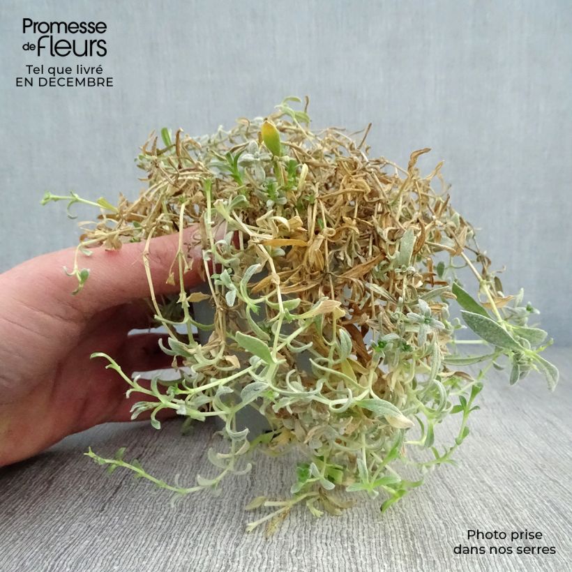 Exemplar von Cerastium biebersteinii - Bieberstein Hornkraut Kleine Töpfe von 8/9 cm wie im Winter geliefert