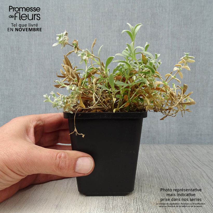 Exemplar von Cerastium tomentosum Yo Yo - Filziges Hornkraut Kleine Töpfe von 8/9 cm wie im Herbst geliefert