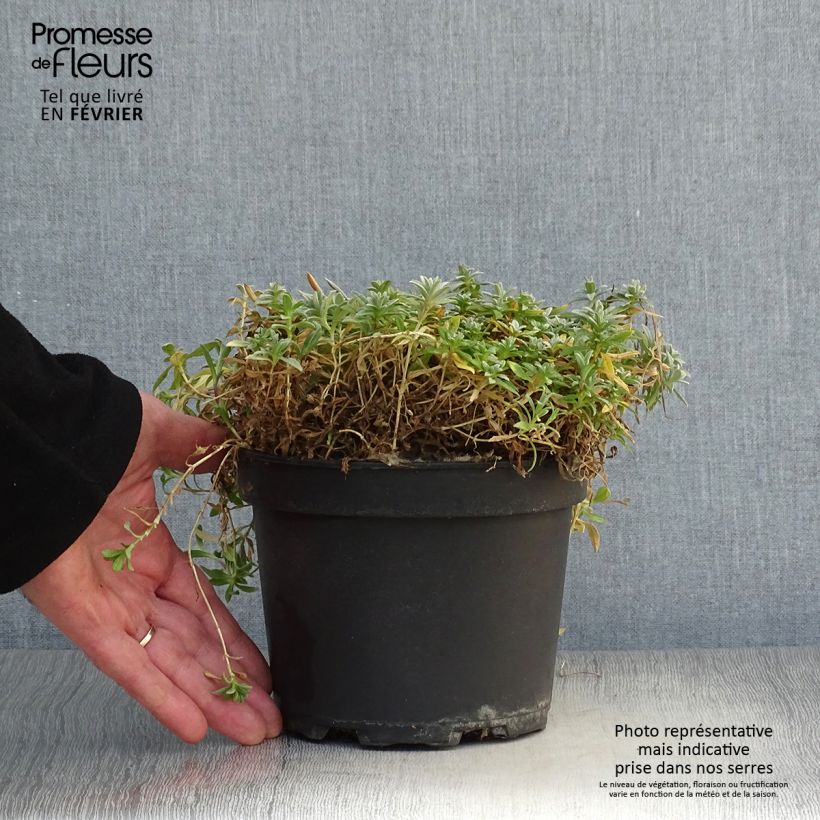 Exemplar von Cerastium tomentosum Yo Yo - Filziges Hornkraut Topf mit 2L/3L wie im Winter geliefert