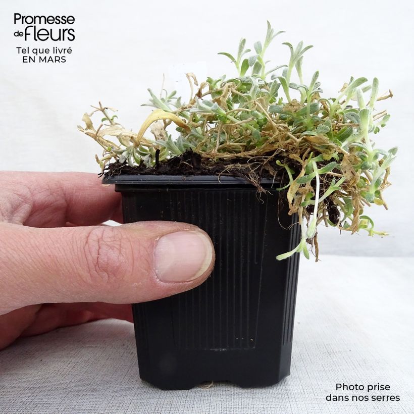 Exemplar von Cerastium tomentosum var columnae - Filziges Hornkraut Kleine Töpfe von 8/9 cm wie im Frühjahr geliefert