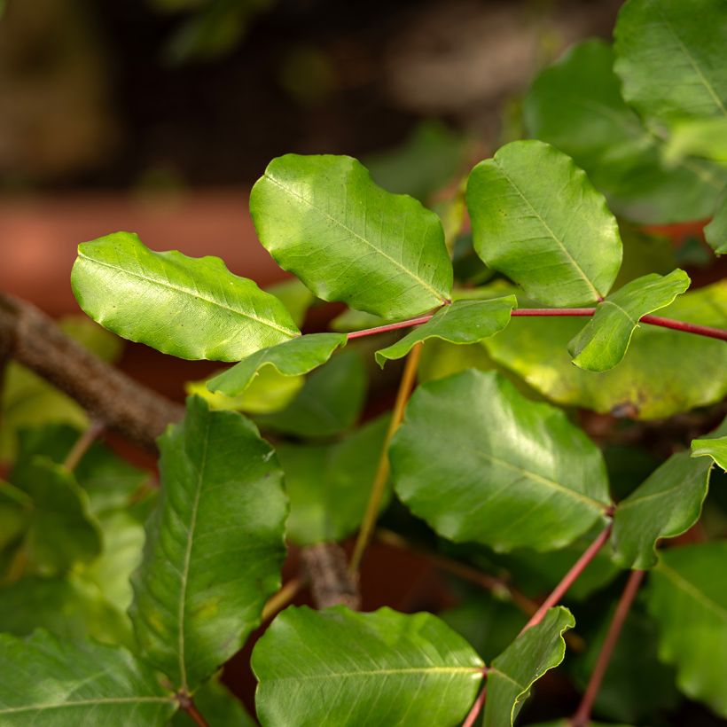 Johannisbrotbaum (samen) - Ceratonia siliqua (Laub)