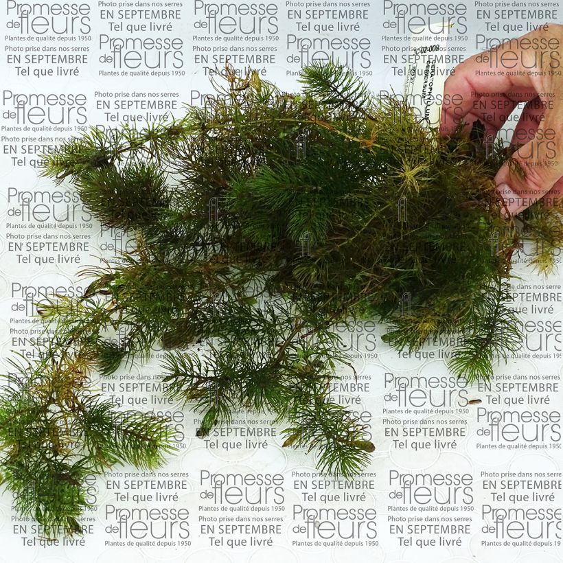 Beispiel eines Exemplars von Ceratophyllum demersum - Rauhes Hornblatt Box wie geliefert
