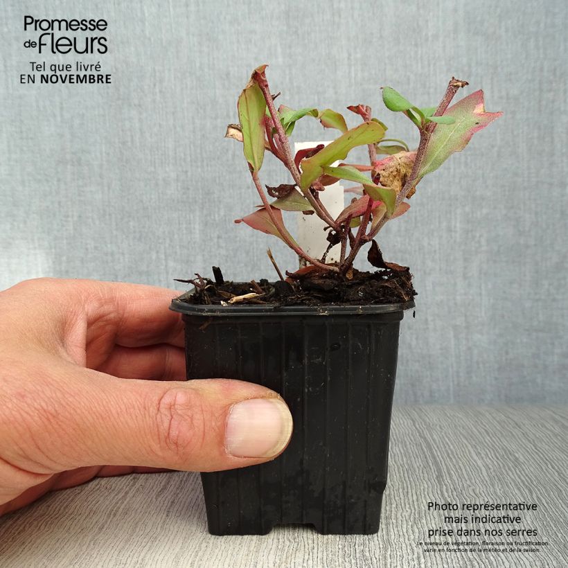 Exemplar von Ceratostigma plumbaginoides - Hornbleiwurz Kleine Töpfe von 8/9 cm wie im Herbst geliefert