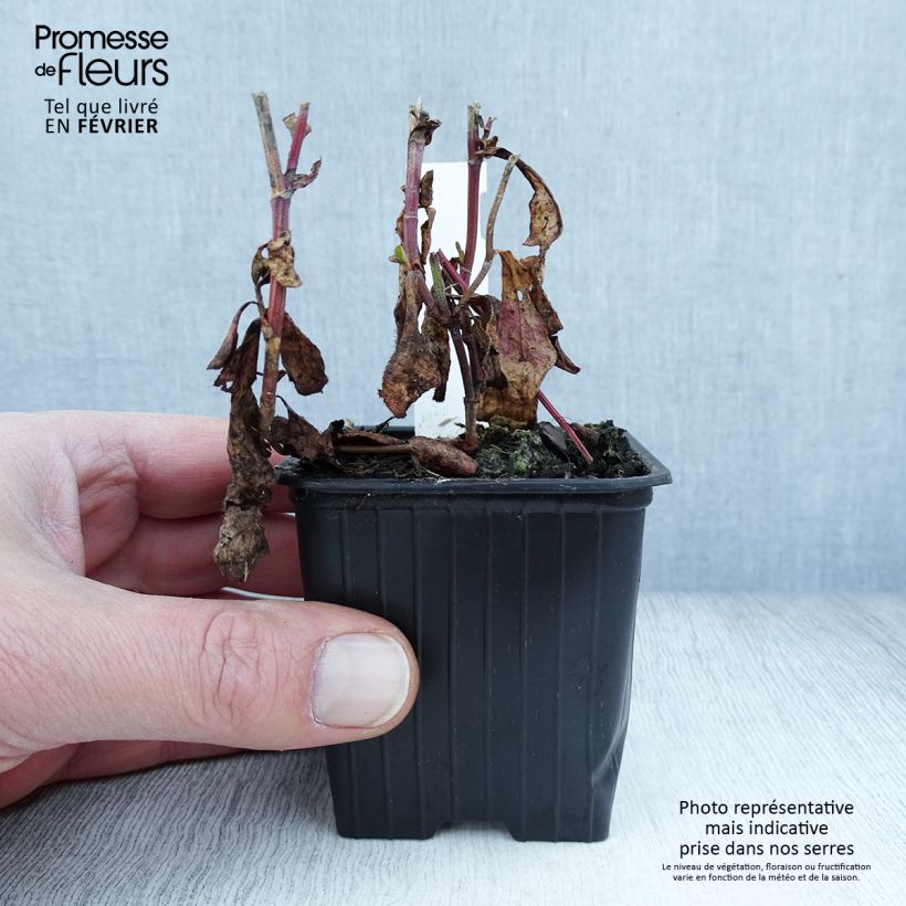 Exemplar von Ceratostigma plumbaginoides - Hornbleiwurz Kleine Töpfe von 8/9 cm wie im Winter geliefert