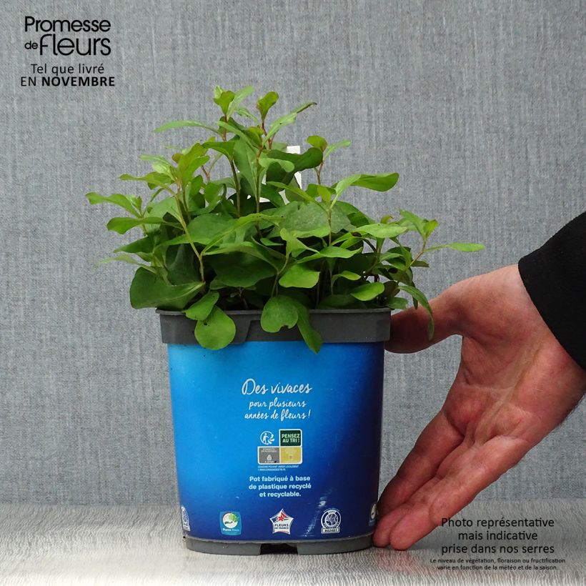 Exemplar von Ceratostigma plumbaginoides - Hornbleiwurz Topf mit 2L/3L wie im Herbst geliefert