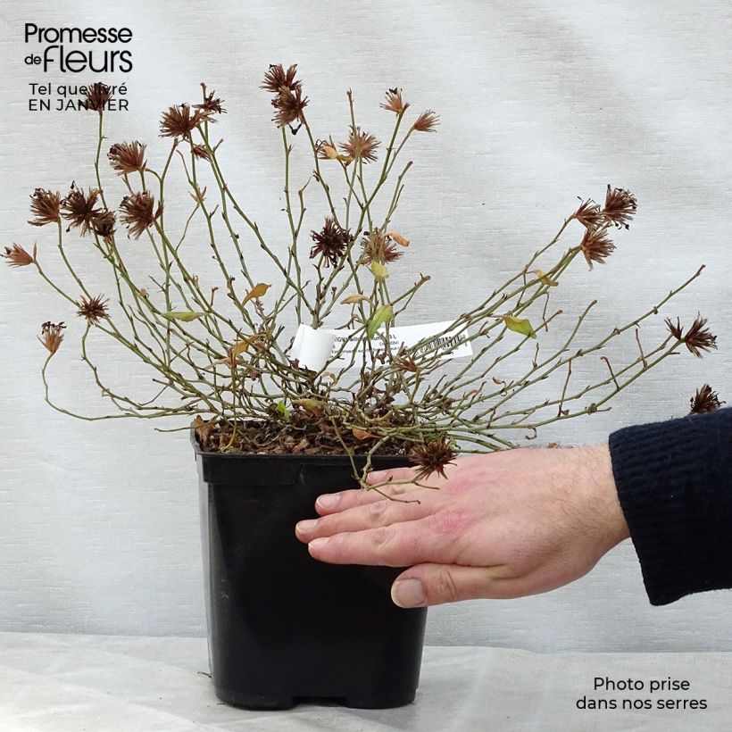 Exemplar von Ceratostigma willmottianum Forest Blue - Hornbleiwurz Topf mit 2L/3L wie im Winter geliefert