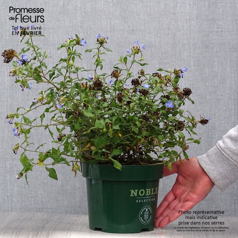 Exemplar von Ceratostigma willmottianum Forest Blue - Hornbleiwurz Topf mit 2L/3L wie im Herbst geliefert