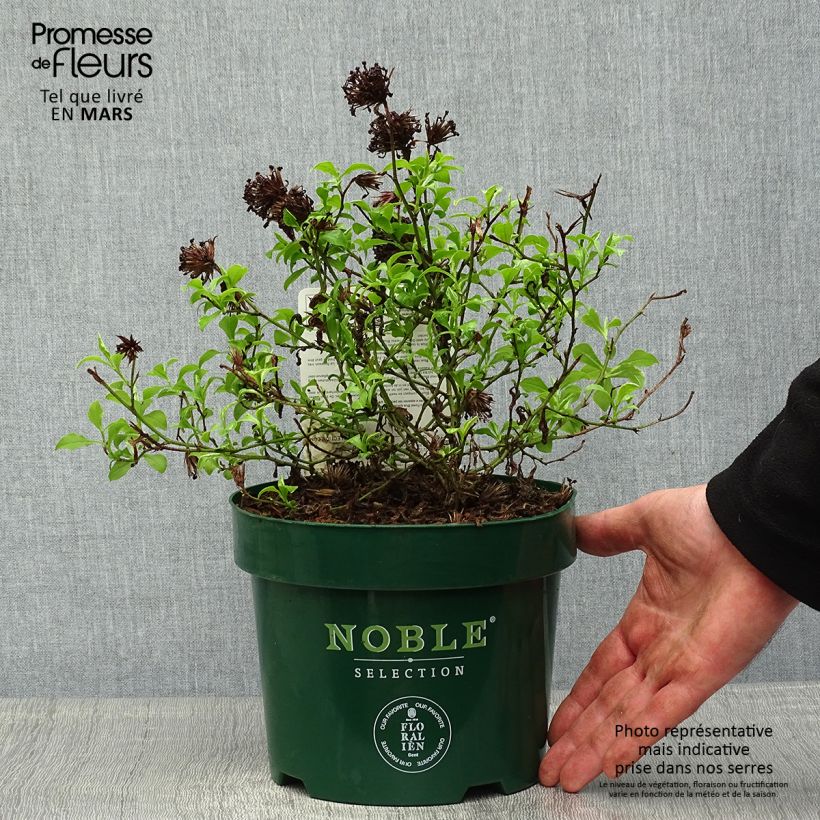 Exemplar von Ceratostigma willmottianum Forest Blue - Hornbleiwurz Topf mit 2L/3L wie im Frühjahr geliefert